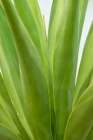 Antigua, West Indies. Close-up of agave plant. Art Print